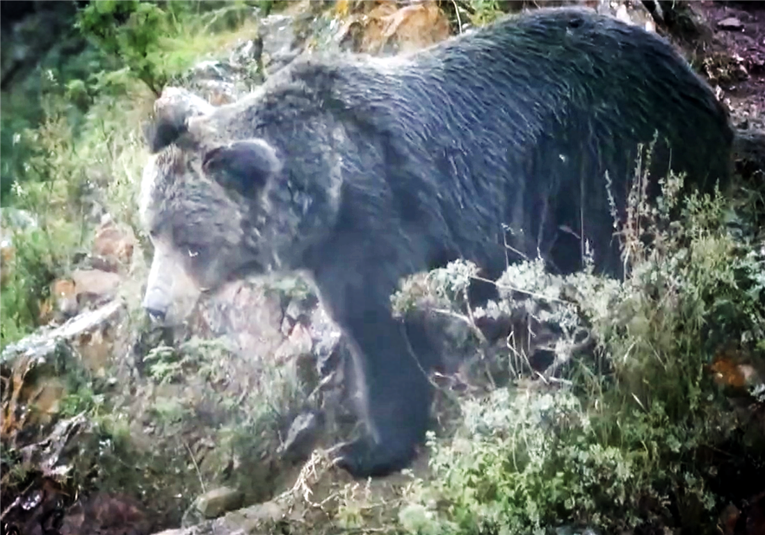 祁连雪豹队鏖战洞庭暴熊队,F1巡回赛击败,替补奇兵立功。观赏性拉满(雪豹在拜城不但畏战还抢战功) 祁连雪豹队鏖战洞庭暴熊队,F1巡回赛击败,替补奇兵立功。观赏性拉满(雪豹在拜城不但畏战还抢战功)
